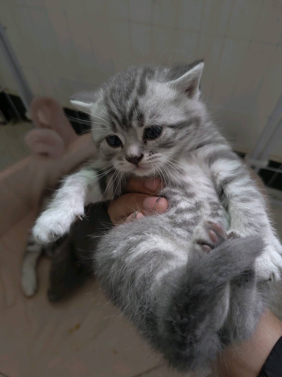 虎斑蓝猫串串